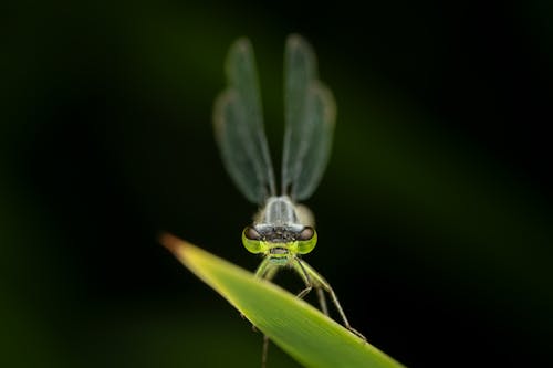 Základová fotografie zdarma na téma bezobratlí, detail, fotografování hmyzem