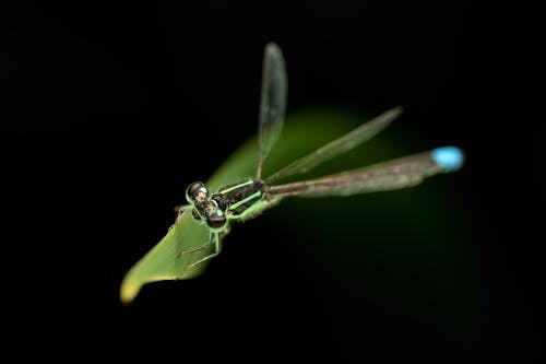 Základová fotografie zdarma na téma detail, fotografování hmyzem, list