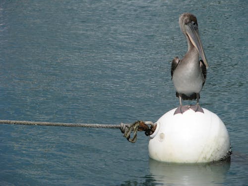 A Pelican on a Round White Floating Buoy
