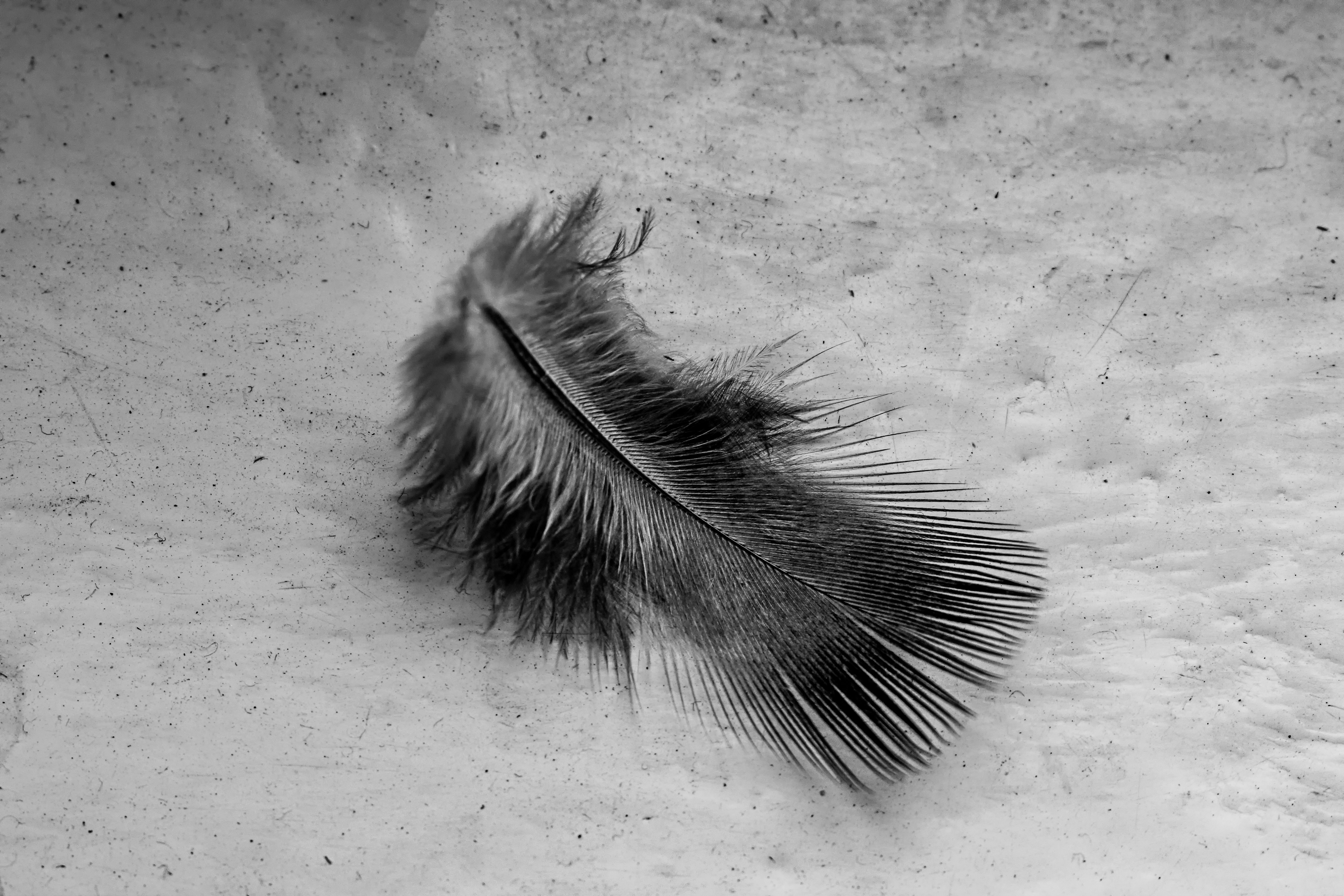 Captivating black and white image of a single feather lying on a textured background.