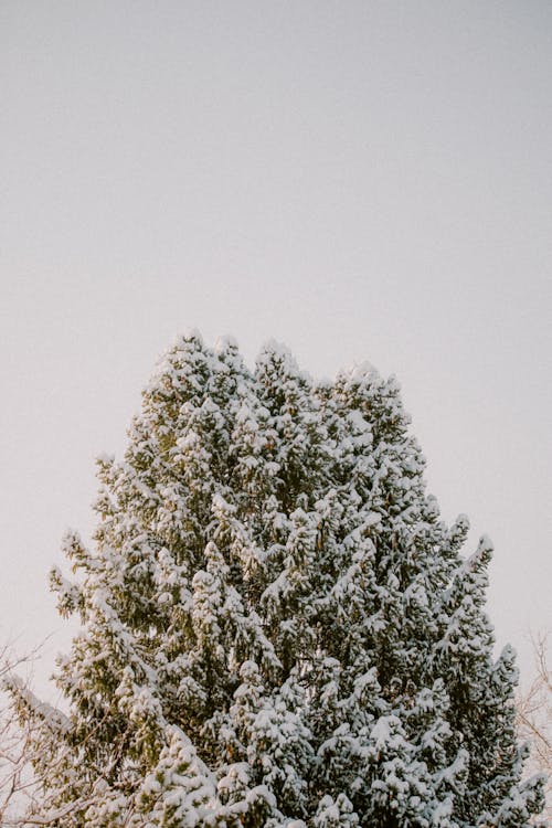 Kostenloses Stock Foto zu baum, kalt, schnee