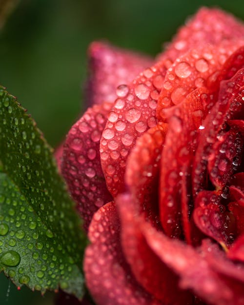 Head of a Red Blooming Rose Covered in Raindrops