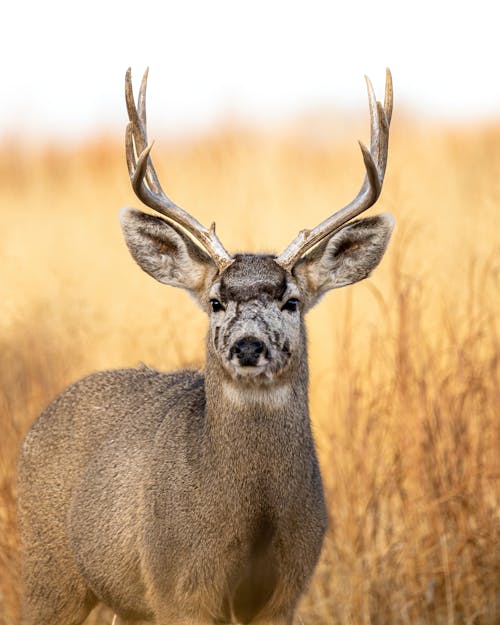 Photo of a Stag