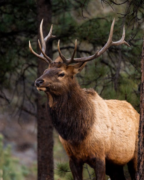 Portrait of a Deer Standing Outdoors