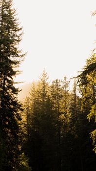 Image by Elijah  Pilchard