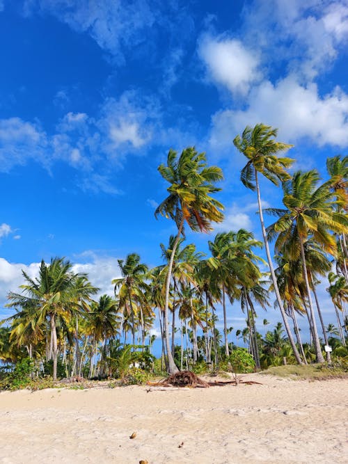 Coconut Trees on the Beach