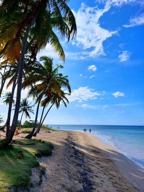 Green Palm Tree on Beach Shore