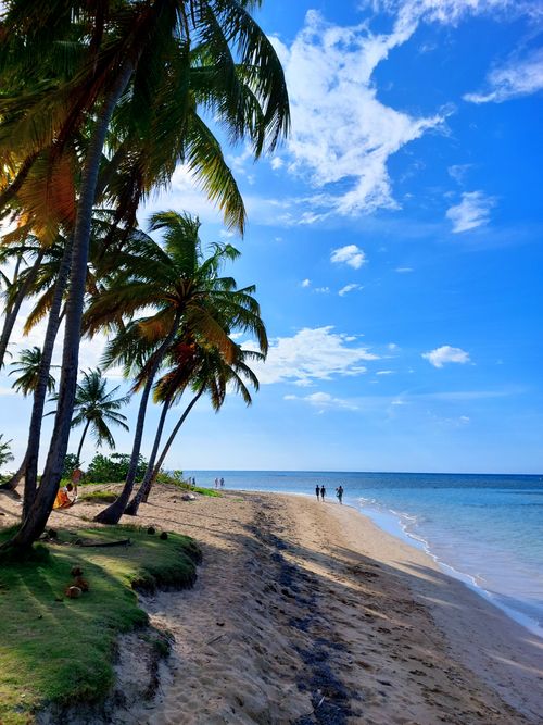 Free Serene tropical beach scene with coconut trees and blue ocean waves under a vibrant sky. Stock Photo