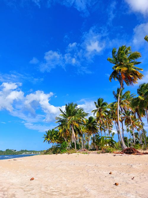 Free Beautiful tropical beach scene with palm trees under a clear blue sky. Stock Photo