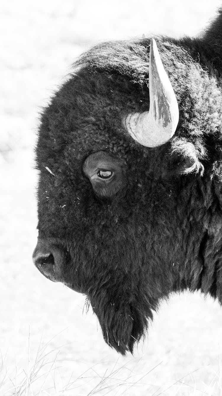 Close-Up Shot Of Plains Bison