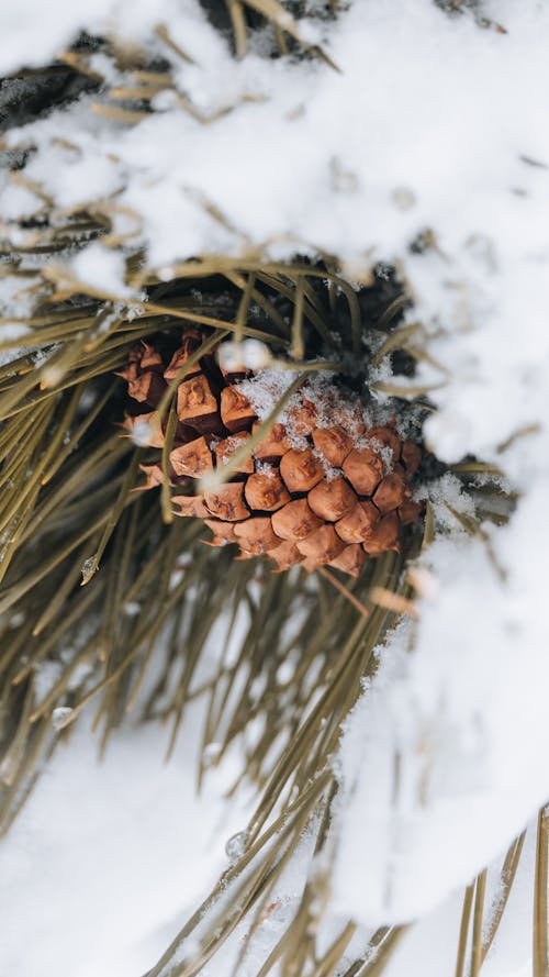 Pine Tree Needles with a Cone under Snow