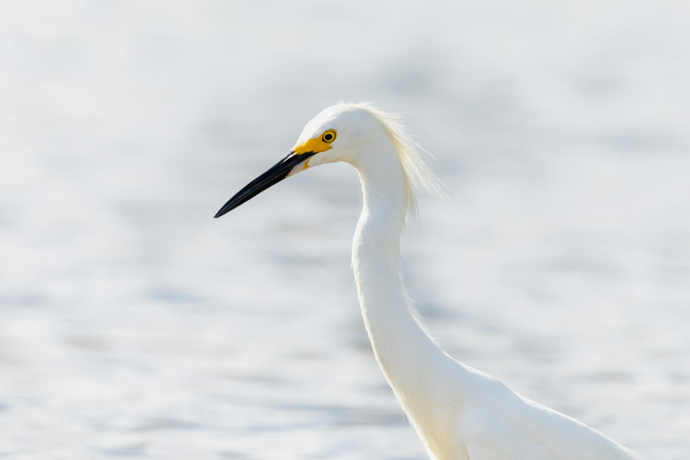 The Hero screenplay cover image