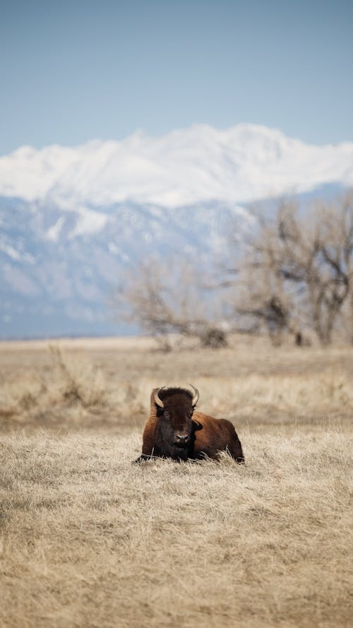 Free Lone American Bison Relaxing Outdoors Stock Photo