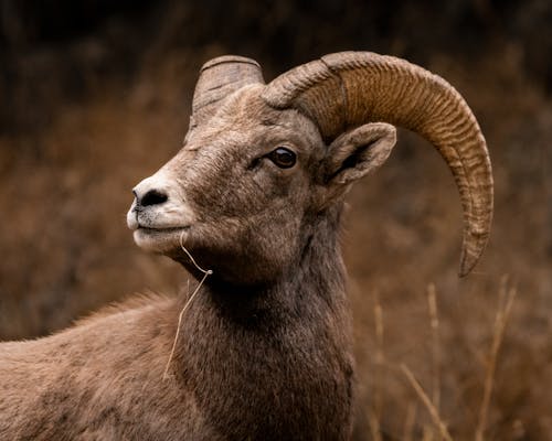 Close-Up Shot of a Bighorn Sheep 