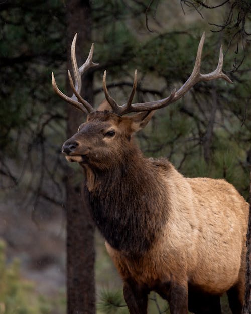 Lone Deer Standing Outdoors