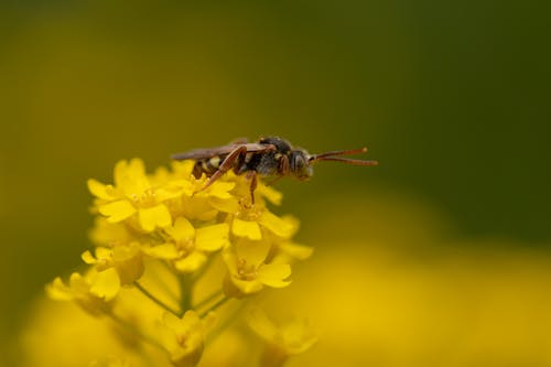 คลังภาพถ่ายฟรี ของ กลีบดอก, การถ่ายภาพแมลง, ดอกสีเหลือง