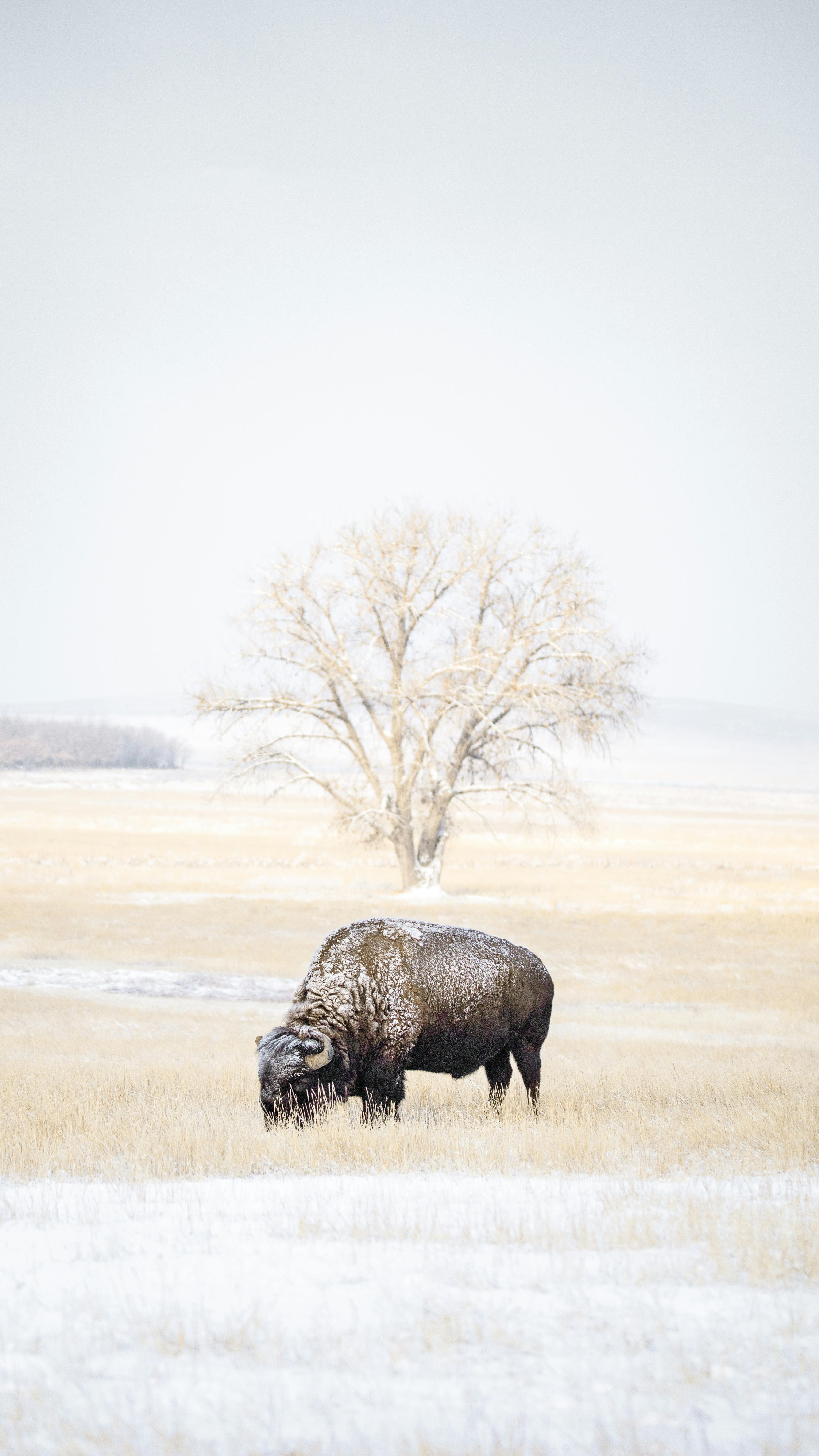 A lone bison grazes peacefully in a snowy winter landscape, epitomizing wildlife serenity.
