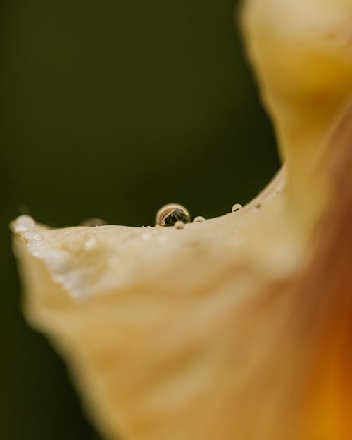 Darmowe zdjęcie z galerii z krople rosy, natura, pionowy strzał