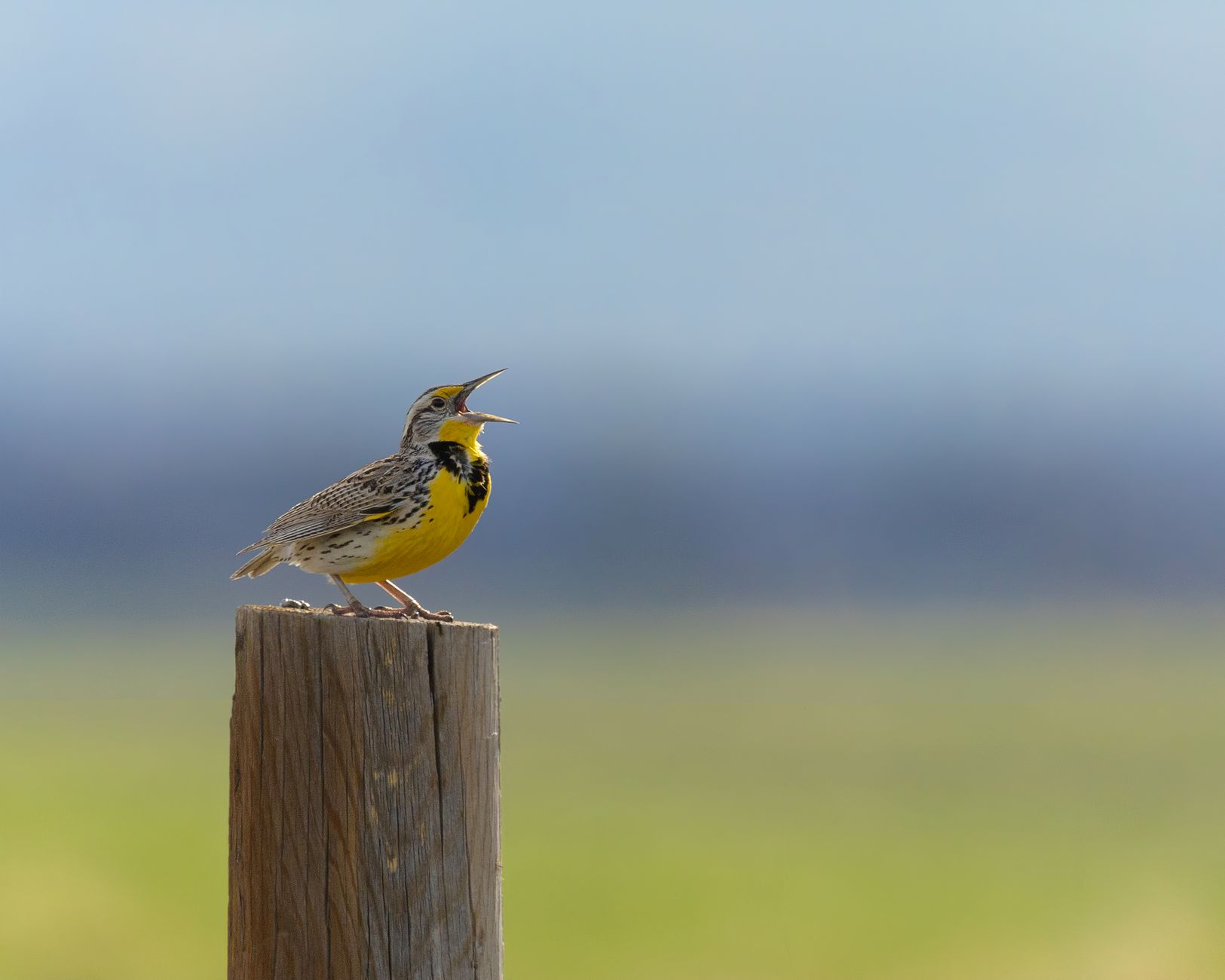 A Western Meadowlark perched on a wooden post, singing in a natural setting.