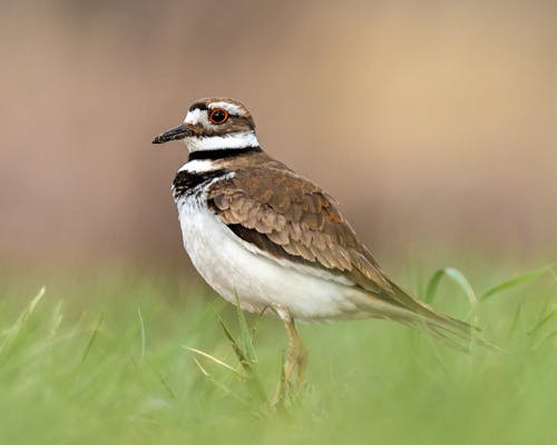 Plover Sitting in Nature