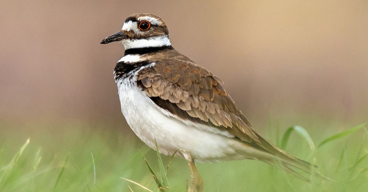 Plover Apps Plover Sitting in Nature · Free Stock Photo