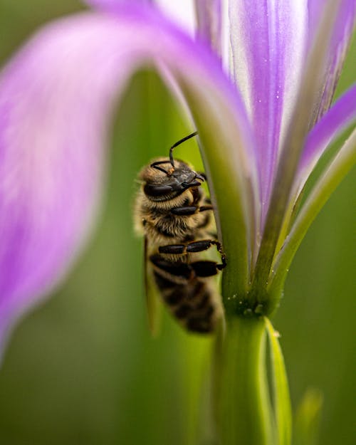 Black and Yellow Bee on Purple Flower
