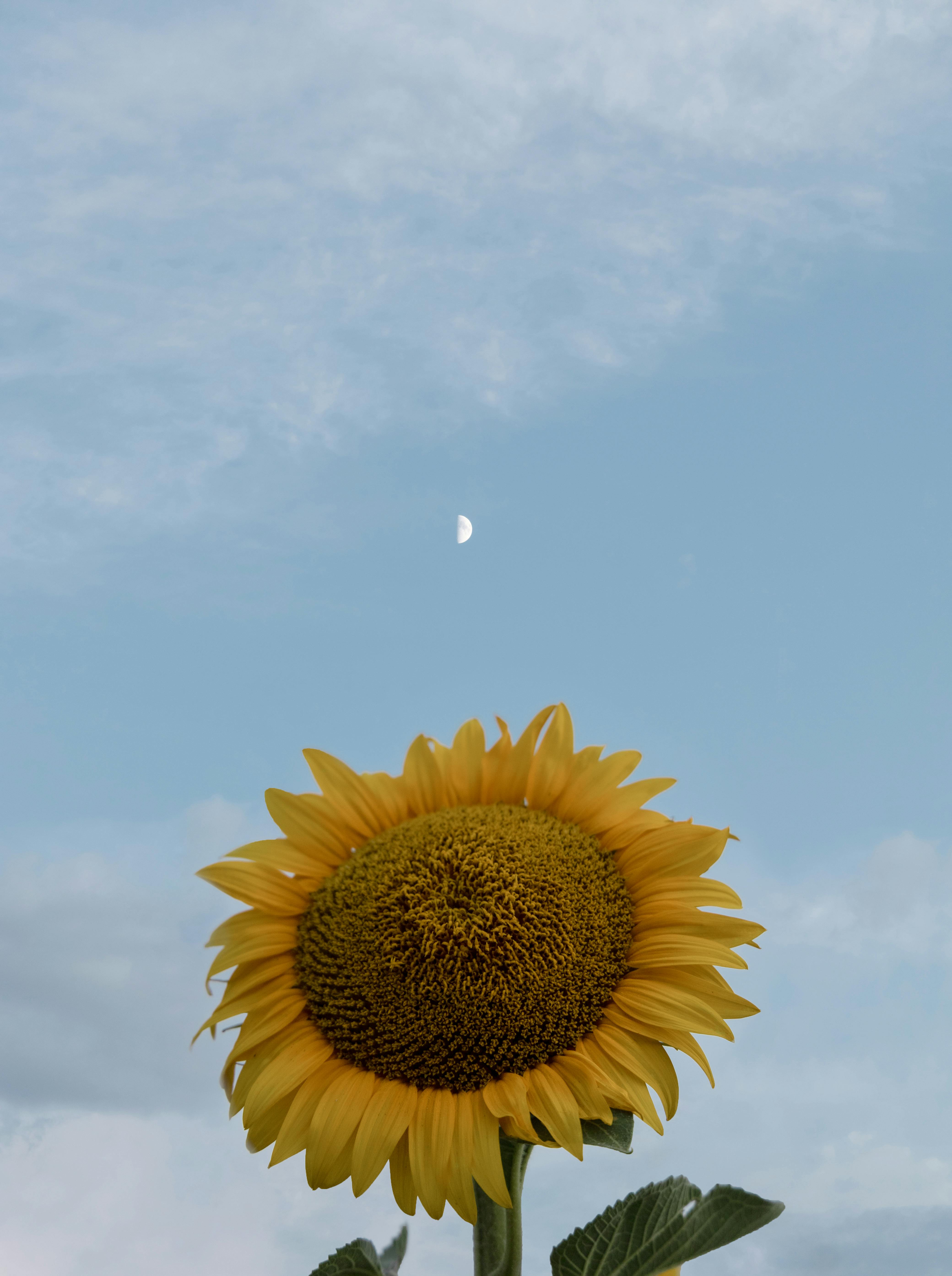 A vibrant sunflower against a blue sky with a visible half moon.