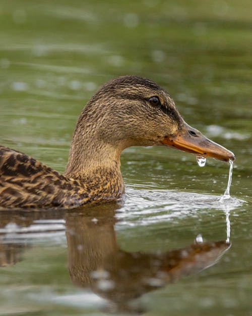 Free Brown Duck on Water Stock Photo