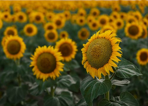 View of Sunflowers
