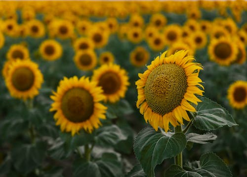 Gratis lagerfoto af bane, blomster, kraftværker