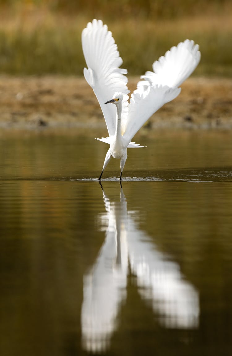 White Bird Landing In River