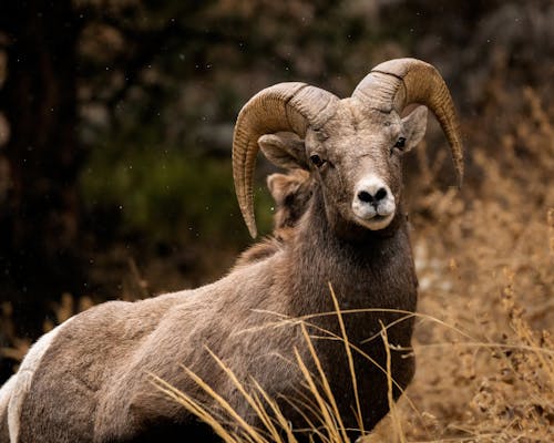Close-Up Shot of a Desert Bighorn Sheep
