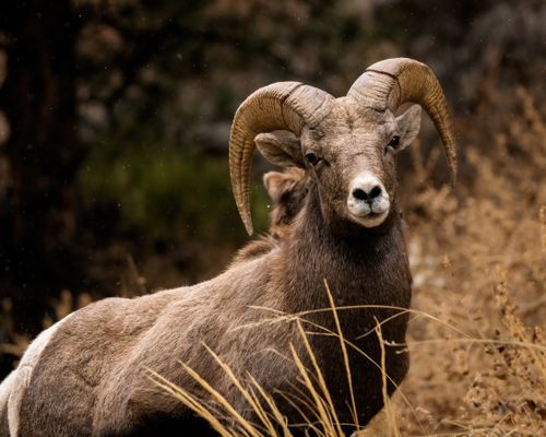 Free Close-up photo of a desert bighorn sheep standing in its natural habitat with dry foliage and majestic horns. Stock Photo