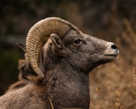 Close-up of a bighorn sheep in a natural environment, showcasing its distinctive curved horns.