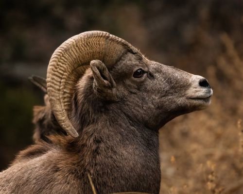 Free Close-up of a bighorn sheep in a natural environment, showcasing its distinctive curved horns. Stock Photo