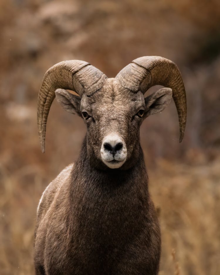 Portrait Of A Ram Looking Straight At Camera