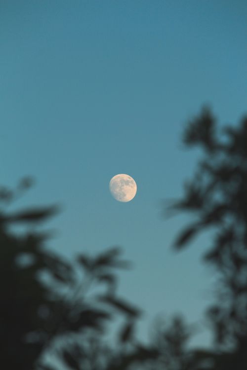 Free Silhouette of trees framing a bright moon against a clear night sky. Stock Photo
