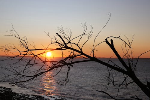 Základová fotografie zdarma na téma brzy východ slunce, mrtvý strom, oceán