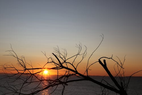 Základová fotografie zdarma na téma brzy východ slunce, mrtvé větve stromů, siluety