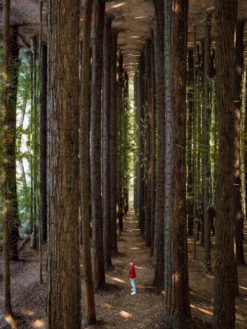 Person Standing in a Forest