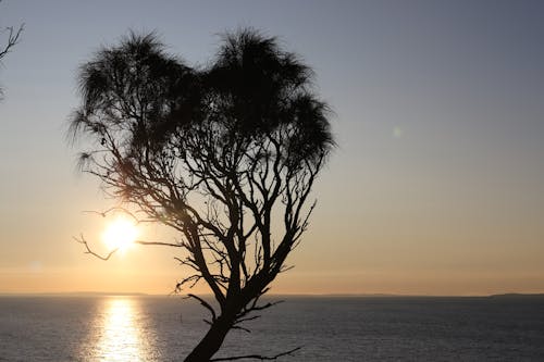 Základová fotografie zdarma na téma flinders victoria, flinders victoria austrálie, příroda