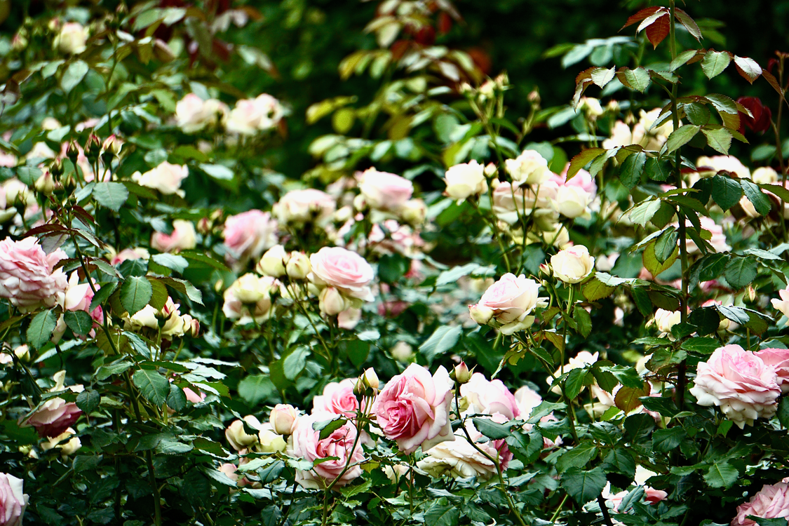 Wenlock Roses Close-Up Shot Blooming White and Pink Roses · Free Stock Photo