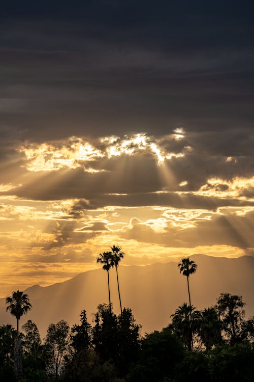 Immagine gratuita di alberi verdi, cielo dorato, cielo drammatico