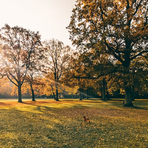 Ilmainen kuvapankkikuva tunnisteilla koira, kuva alakulmasta, puisto
