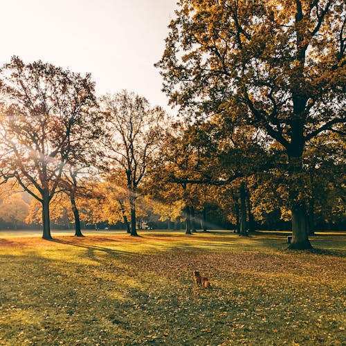 Kostenloses Stock Foto zu aufnahme von unten, bäume im herbst, der grünen wiese