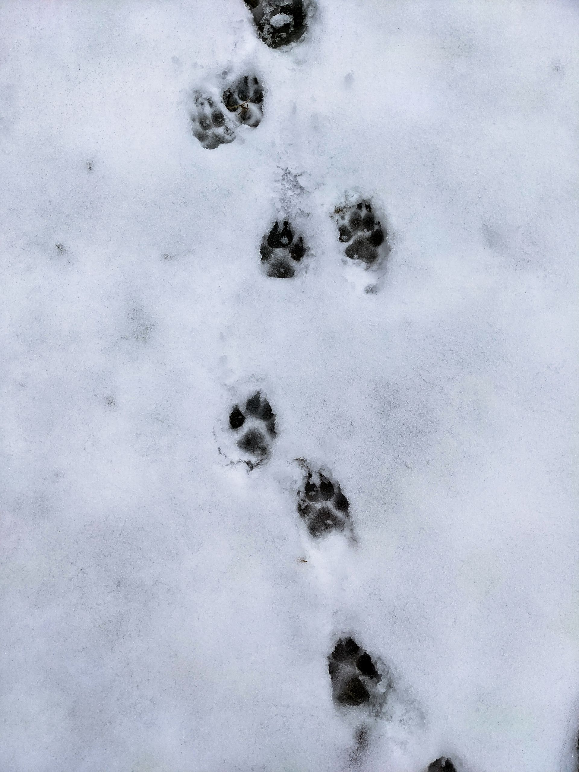 Spur aus Hundepfotenabdrücken im frischen Schnee
