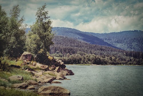 Free stock photo of alpine, black forest, environment