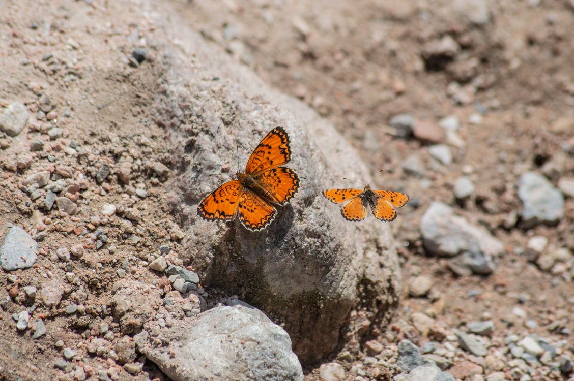 Close-up of Butterflies on the Rock · Free Stock Photo