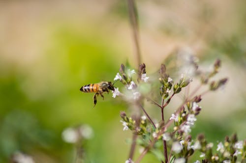 Imagine de stoc gratuită din a închide, albina de miere occidentală, flori albe