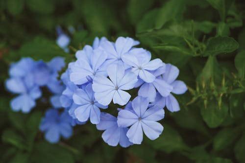 Blue Plumbago Flowers in Tilt Shift Lens